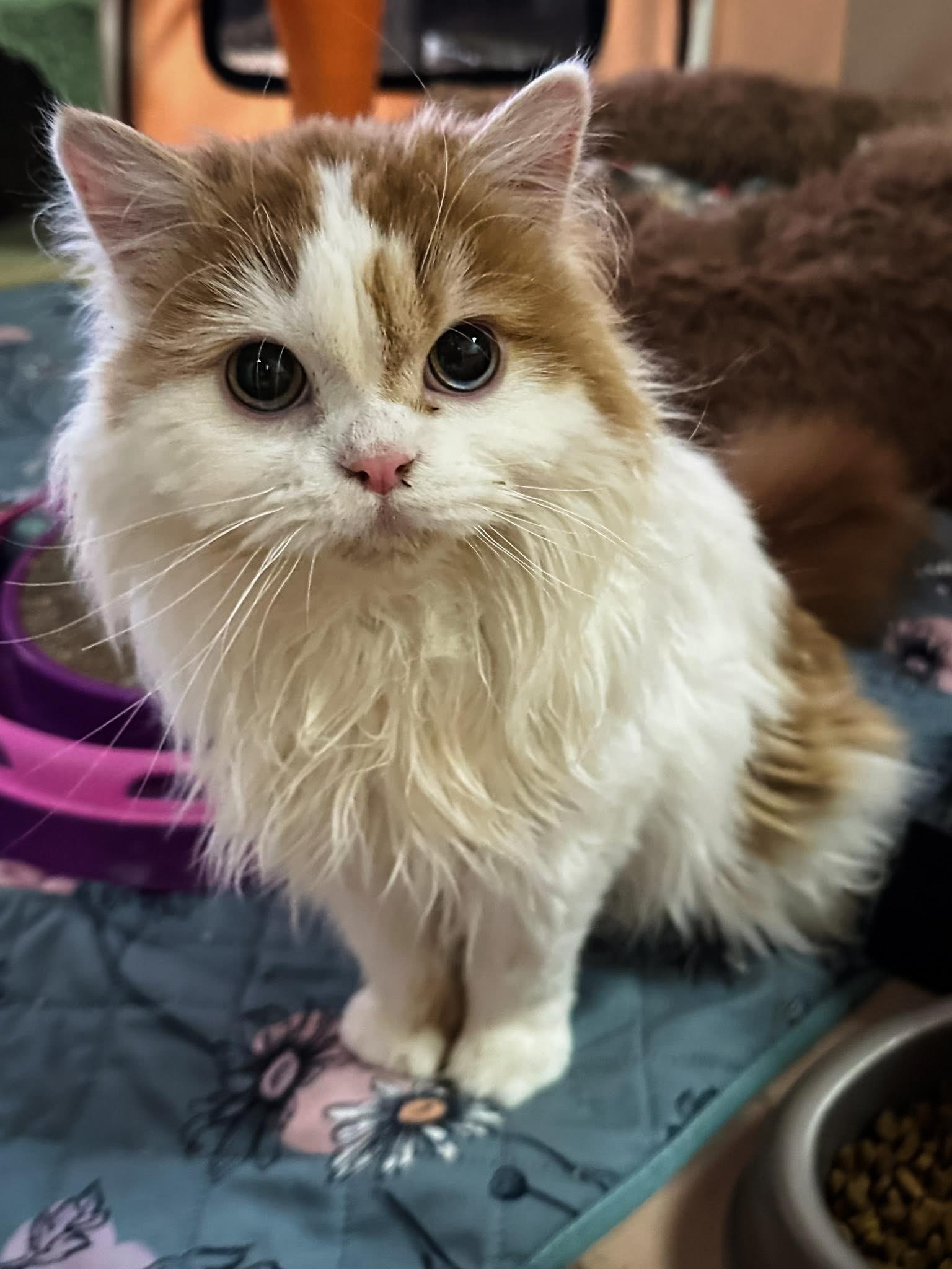 Enlarge WINSTON, a ADOPTABLE Scottish Fold in Philadelphia, PA image 2/5