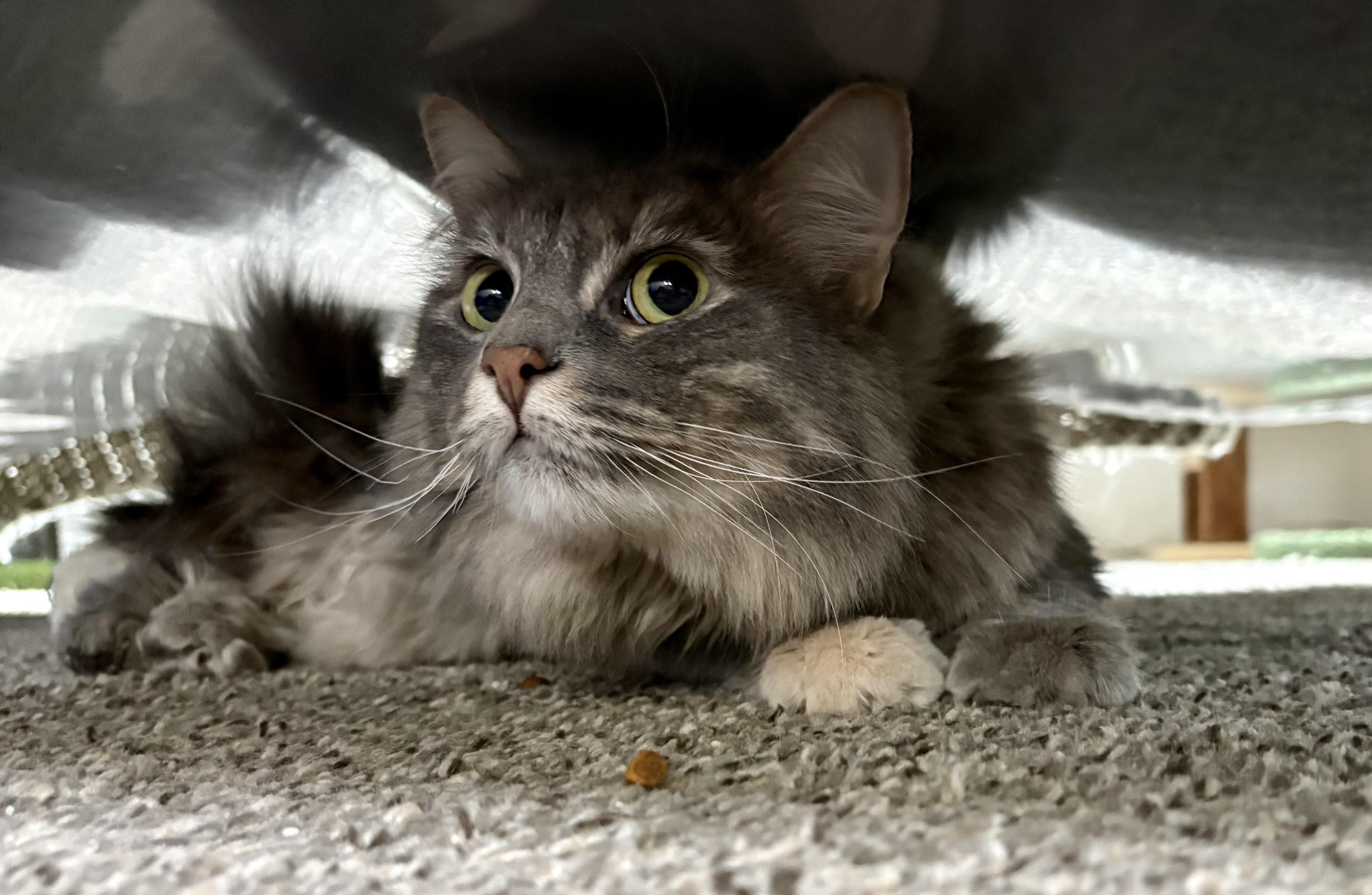 Enlarge Crystal, a Adoptable Domestic Medium Hair in Carson City, NV image 2/2