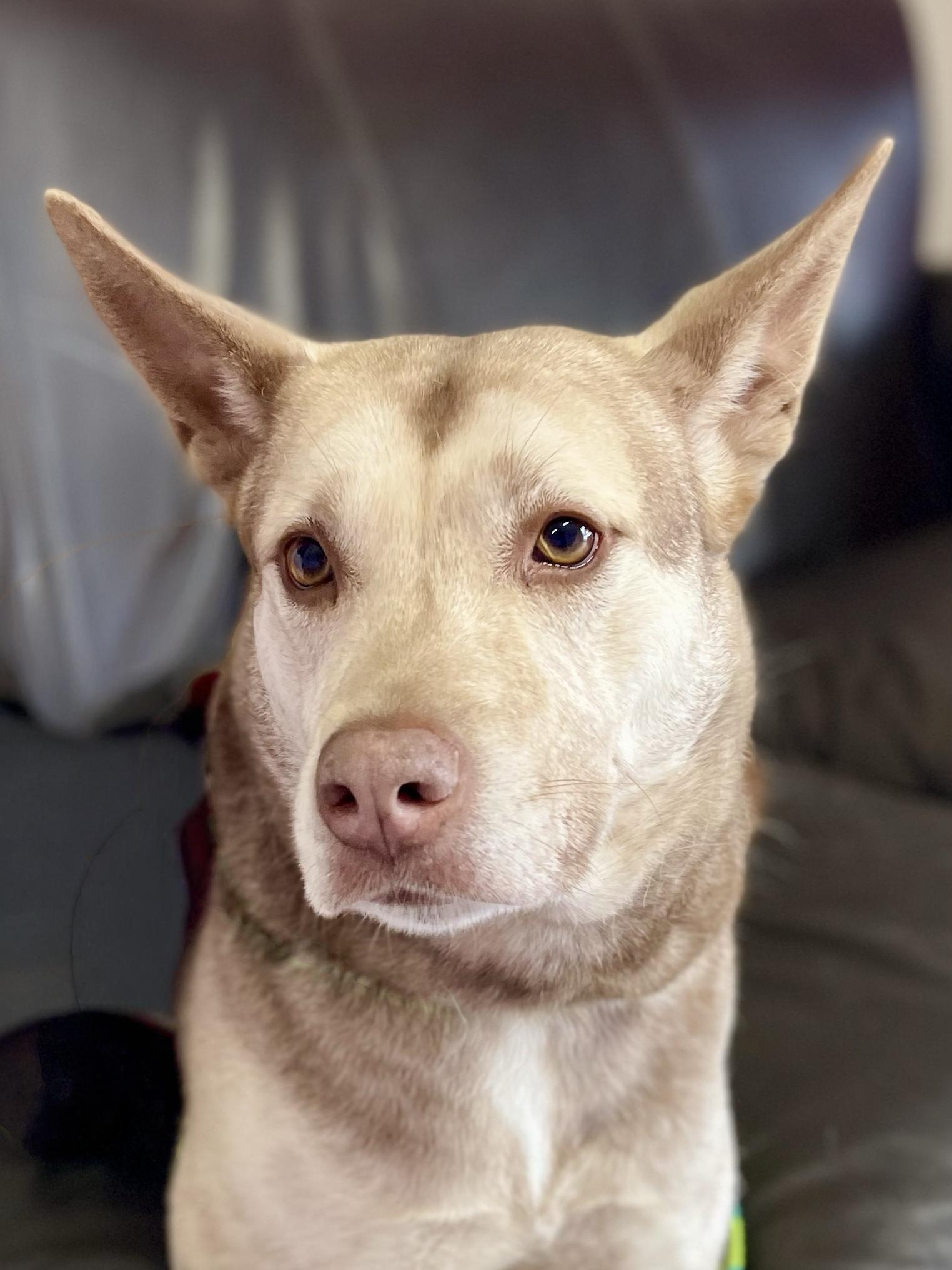 Enlarge Katmai- Adoption Fee Sponsored, a Adoptable mixed breed in Kansas City, MO image 1/5