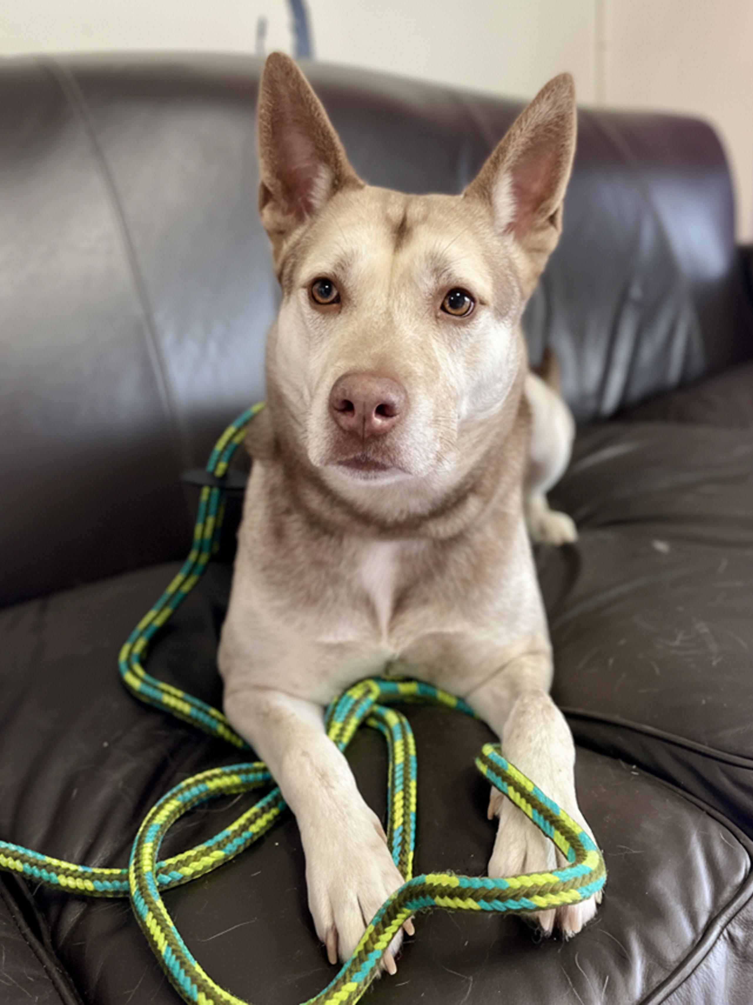 Enlarge Katmai- Adoption Fee Sponsored, a Adoptable mixed breed in Kansas City, MO image 3/5