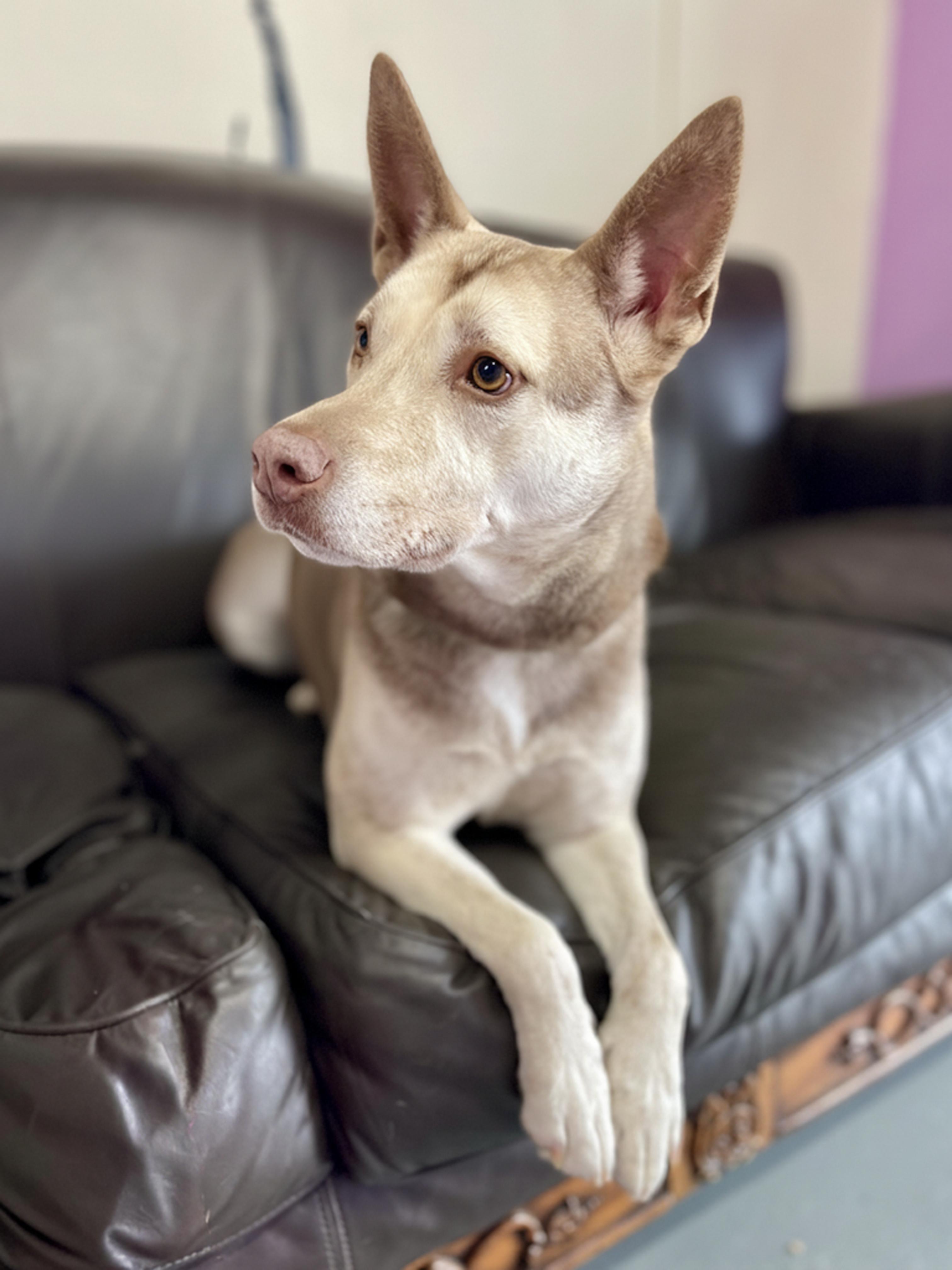 Enlarge Katmai- Adoption Fee Sponsored, a Adoptable mixed breed in Kansas City, MO image 5/5