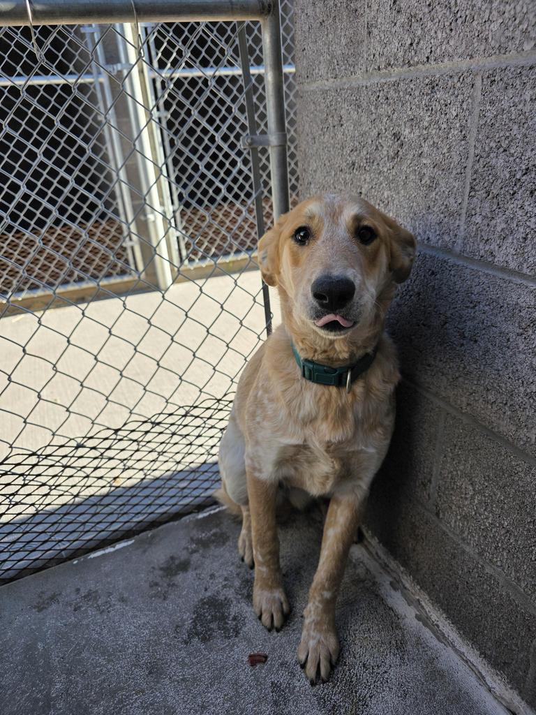 Enlarge Dawn, a Adoptable mixed breed in Holbrook, AZ image 1/1