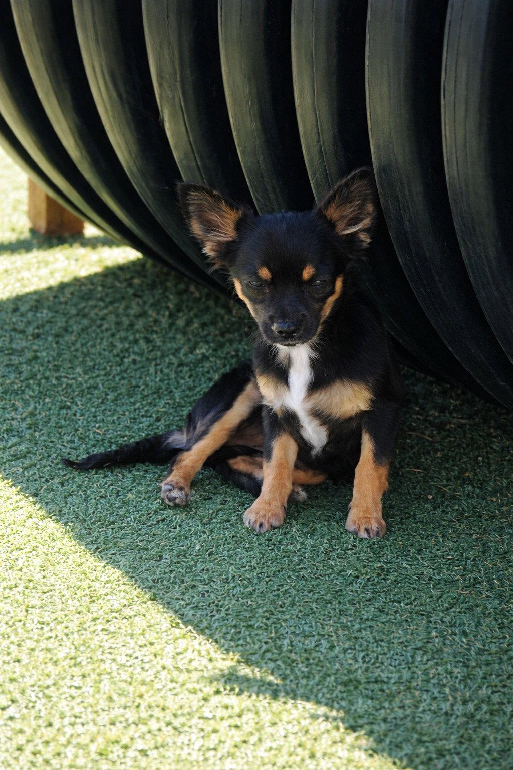 Enlarge Willow, a Adopted Chihuahua in La Verne, CA image 1/3