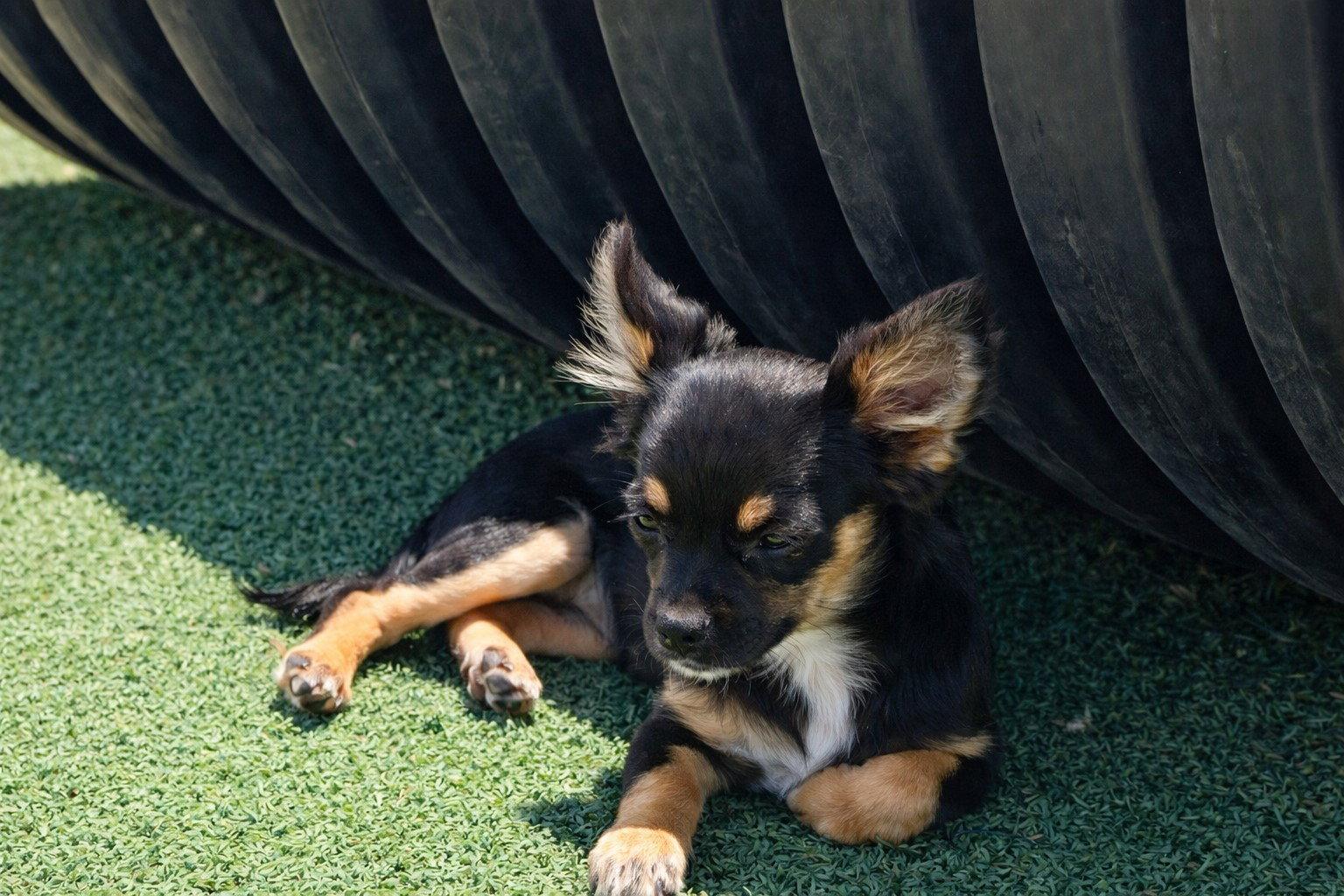 Enlarge Willow, a Adopted Chihuahua in La Verne, CA image 2/3