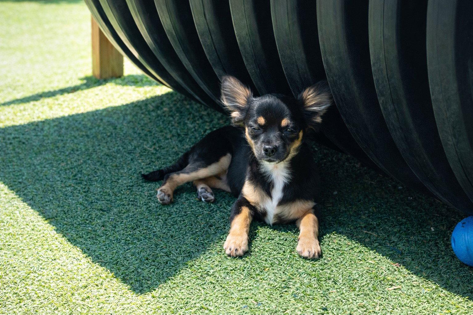 Enlarge Willow, a Adopted Chihuahua in La Verne, CA image 3/3