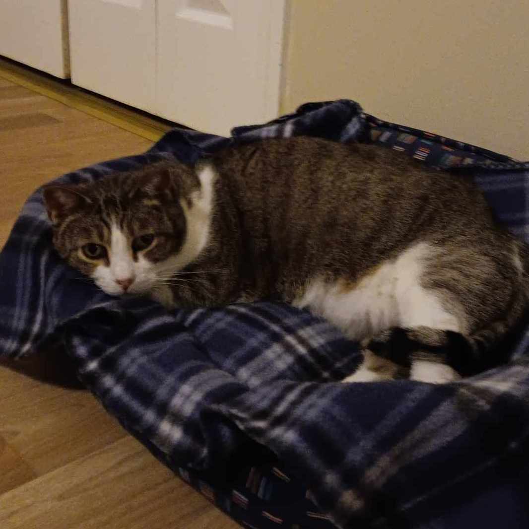 Margo, a Adoptable Tiger in Vine Grove, KY image 1/6