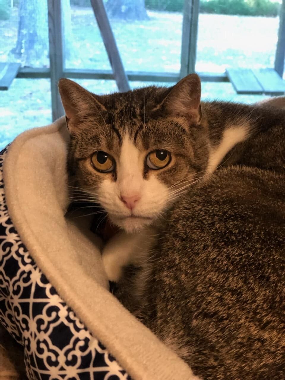 Margo, a Adoptable Tiger in Vine Grove, KY image 2/6