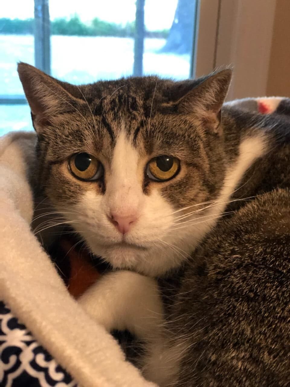 Margo, a Adoptable Tiger in Vine Grove, KY image 3/6