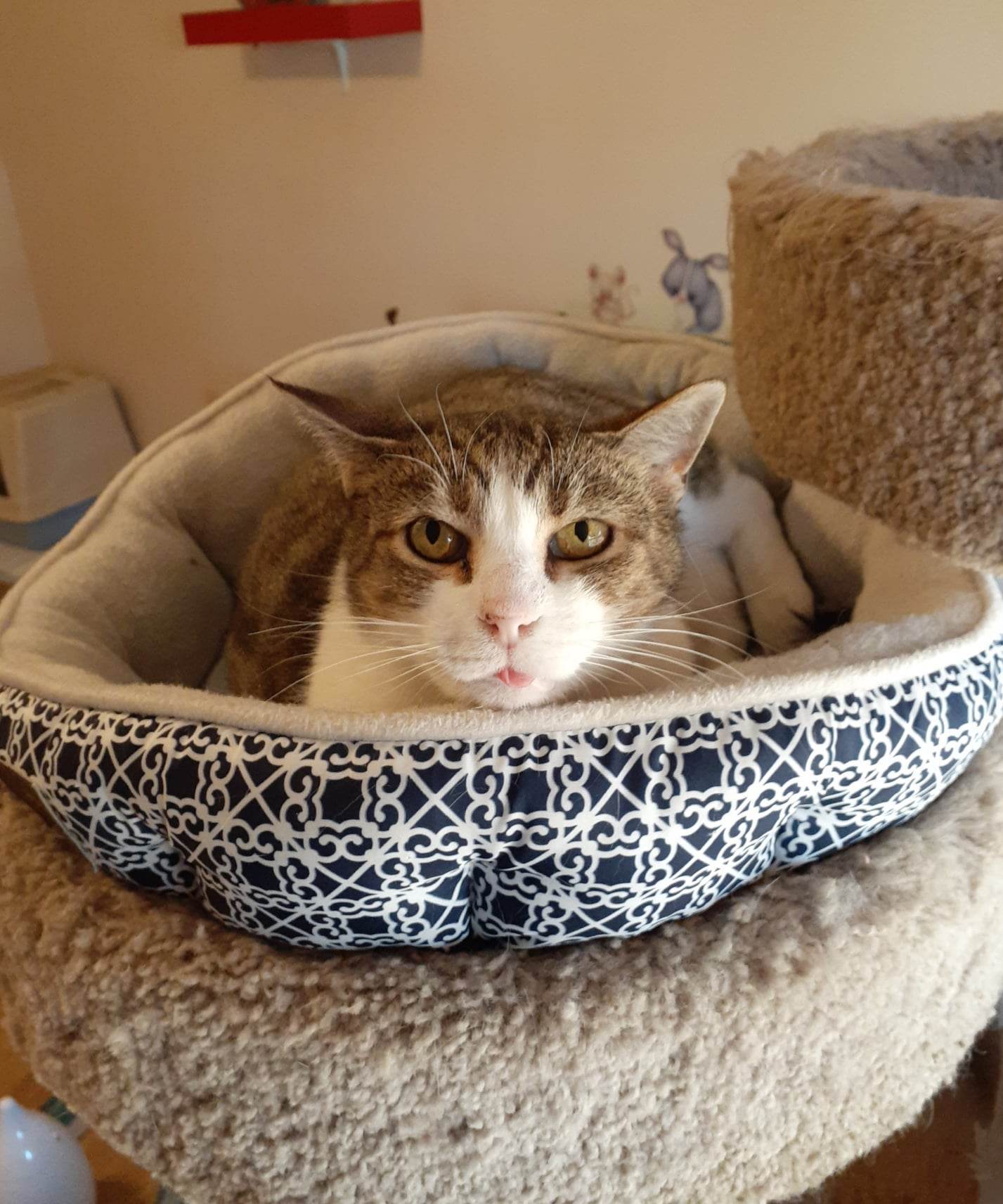 Margo, a Adoptable Tiger in Vine Grove, KY image 4/6