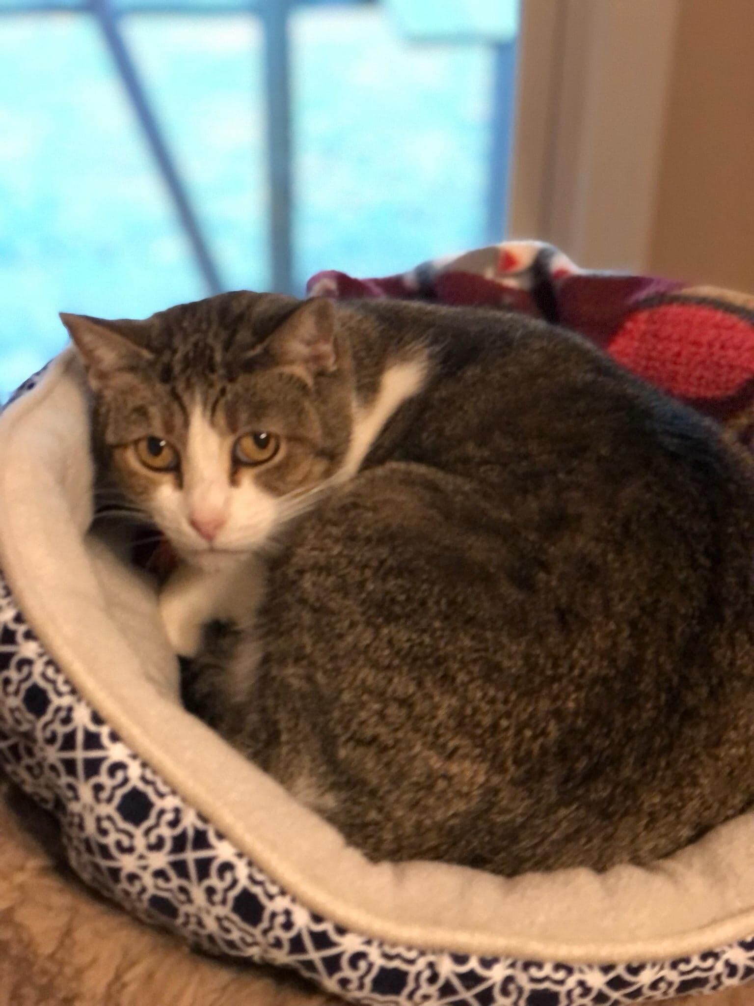 Margo, a Adoptable Tiger in Vine Grove, KY image 5/6