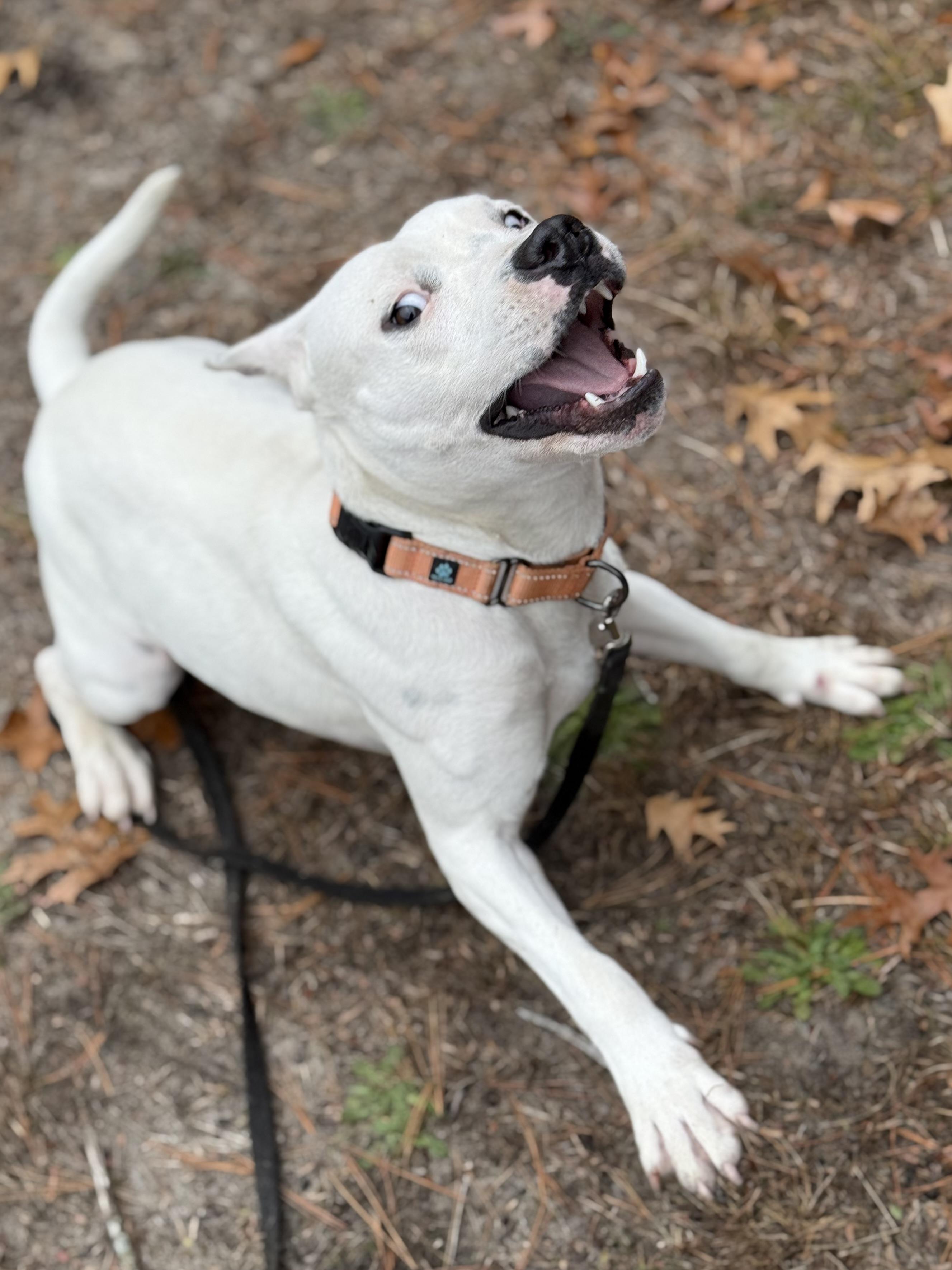 Betsy, Adoptable, Young Female Bull Terrier & Dogo Argentino.