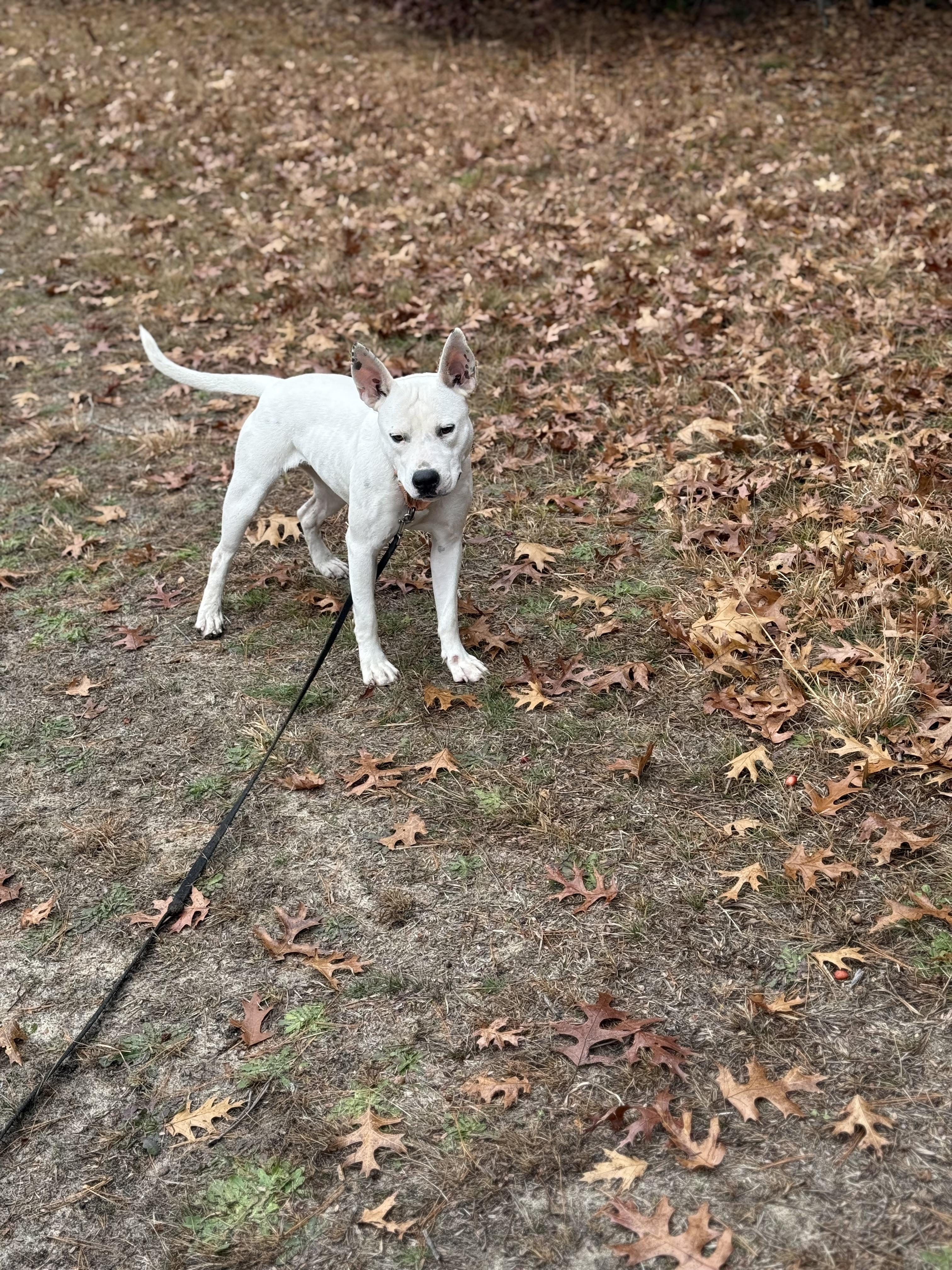 Enlarge Betsy, a Adoptable mixed breed in Carver, MA image 2/4