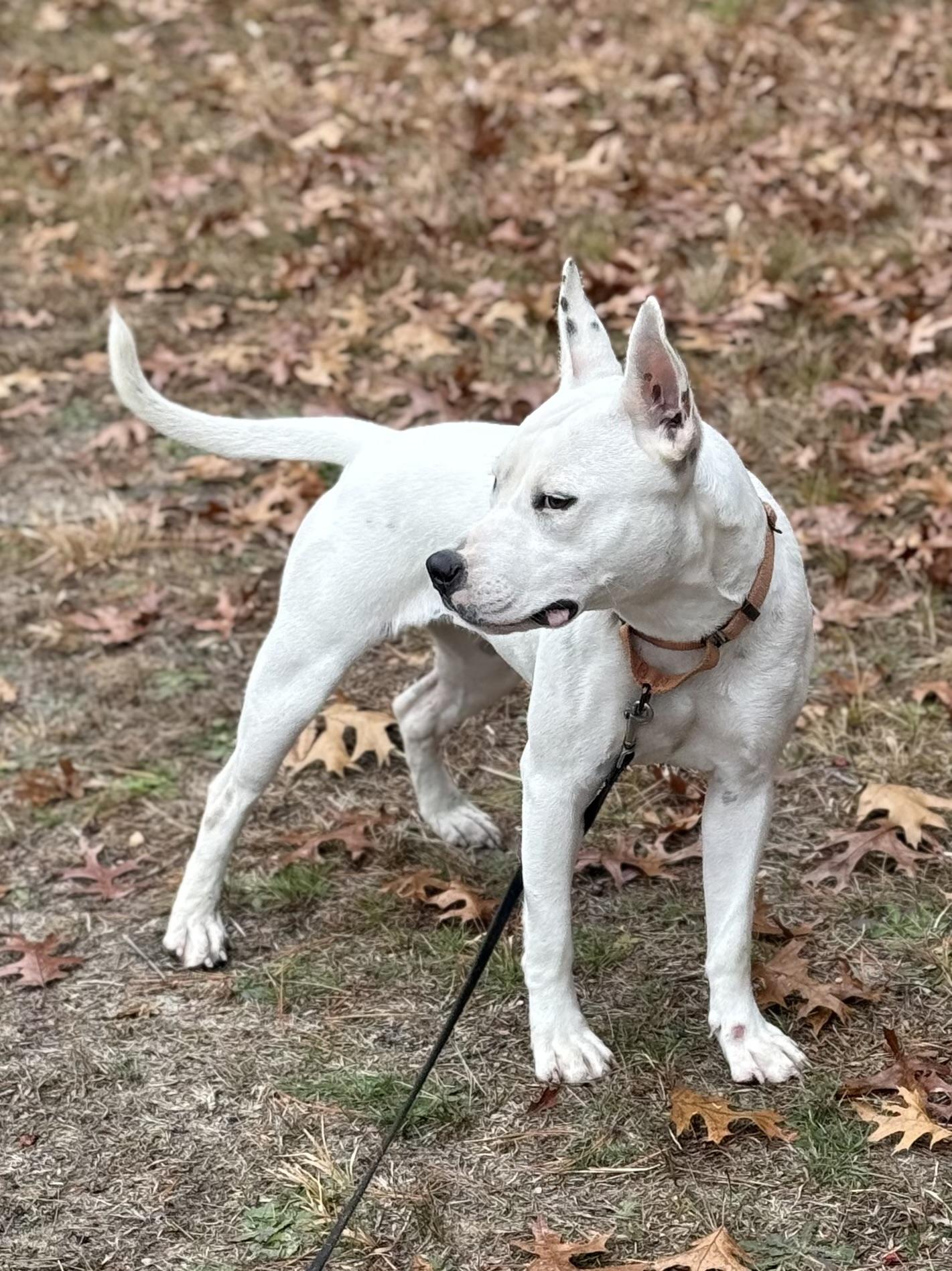 Enlarge Betsy, a Adoptable mixed breed in Carver, MA image 3/4