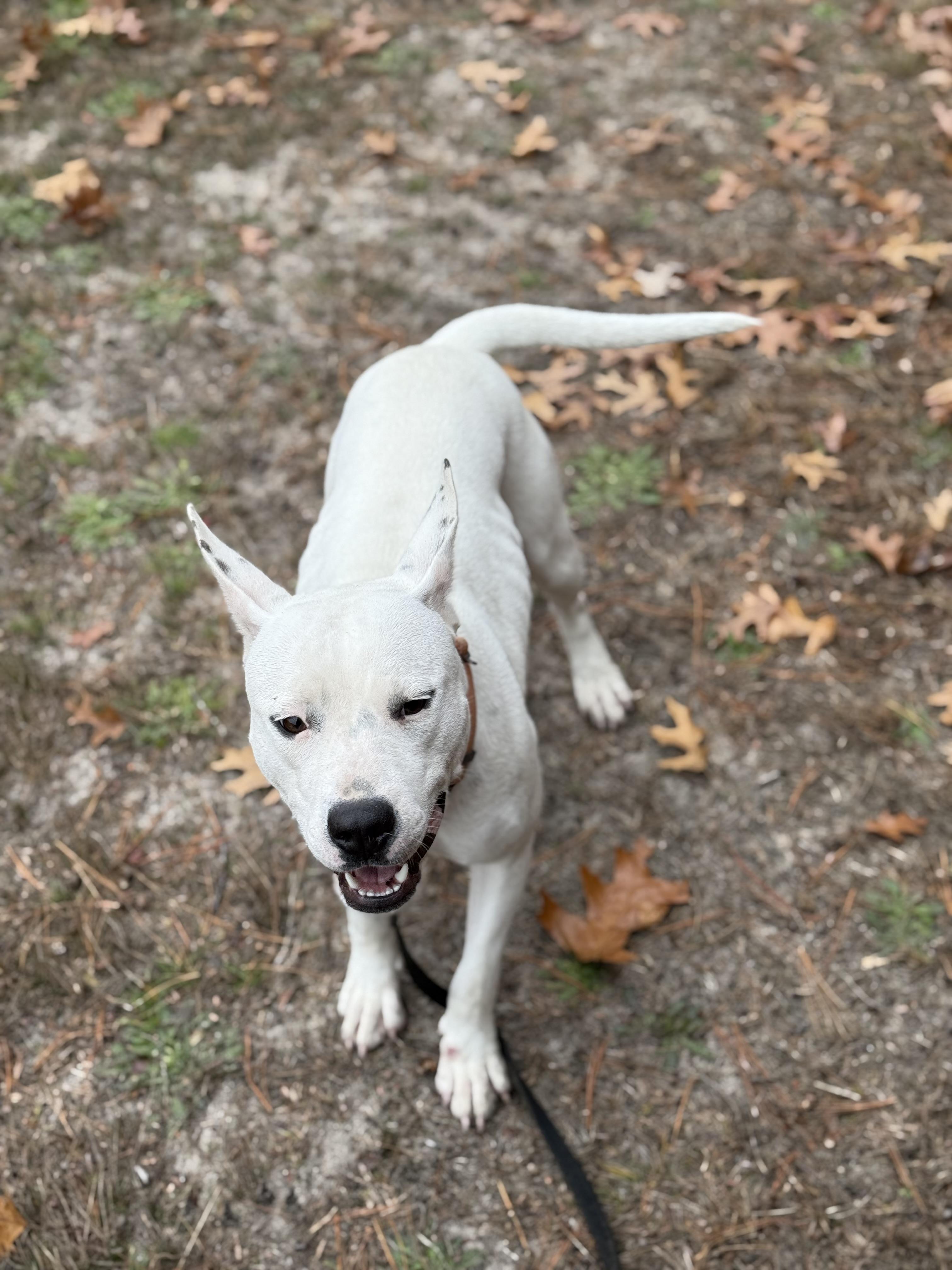 Enlarge Betsy, a Adoptable mixed breed in Carver, MA image 4/4