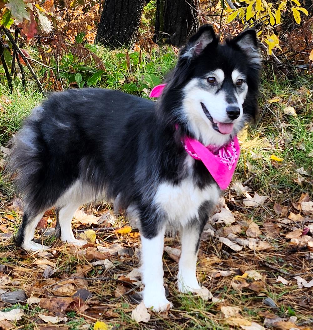 Kuma (Part of a bonded pair with Carley), an adoptable Mixed Breed in Cheboygan, MI, 49721 | Photo Image 3