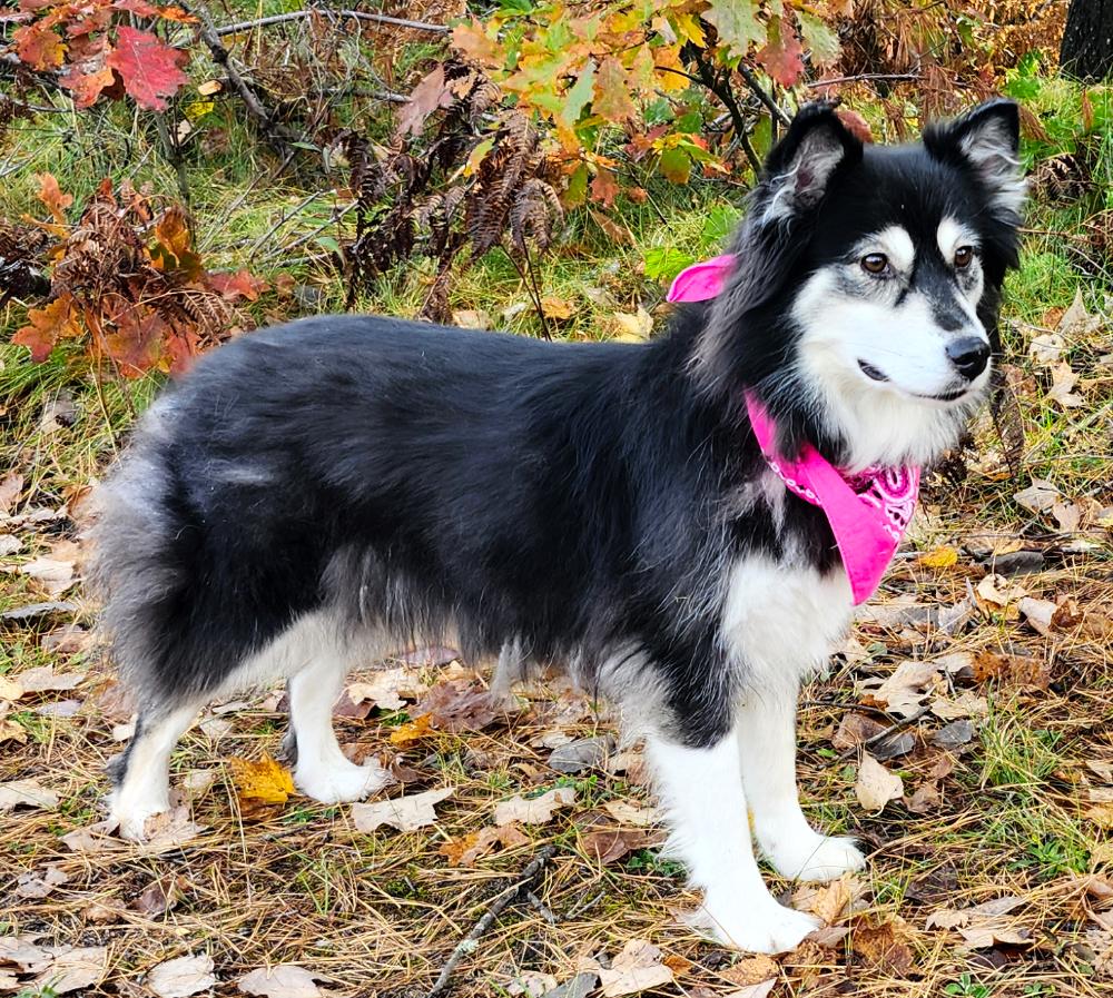 Kuma (Part of a bonded pair with Carley), an adoptable Mixed Breed in Cheboygan, MI, 49721 | Photo Image 5