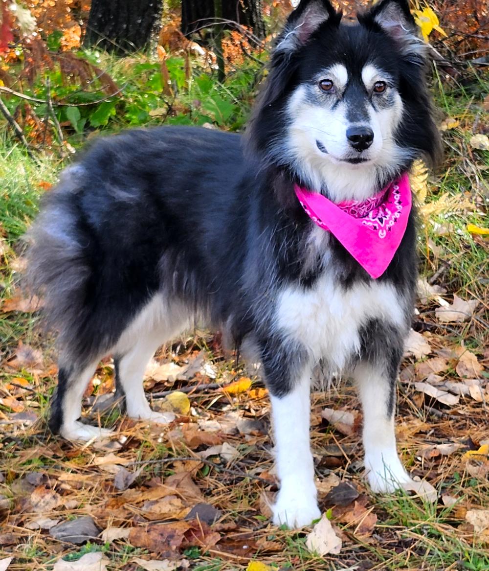 Kuma (Part of a bonded pair with Carley), an adoptable Mixed Breed in Cheboygan, MI, 49721 | Photo Image 1