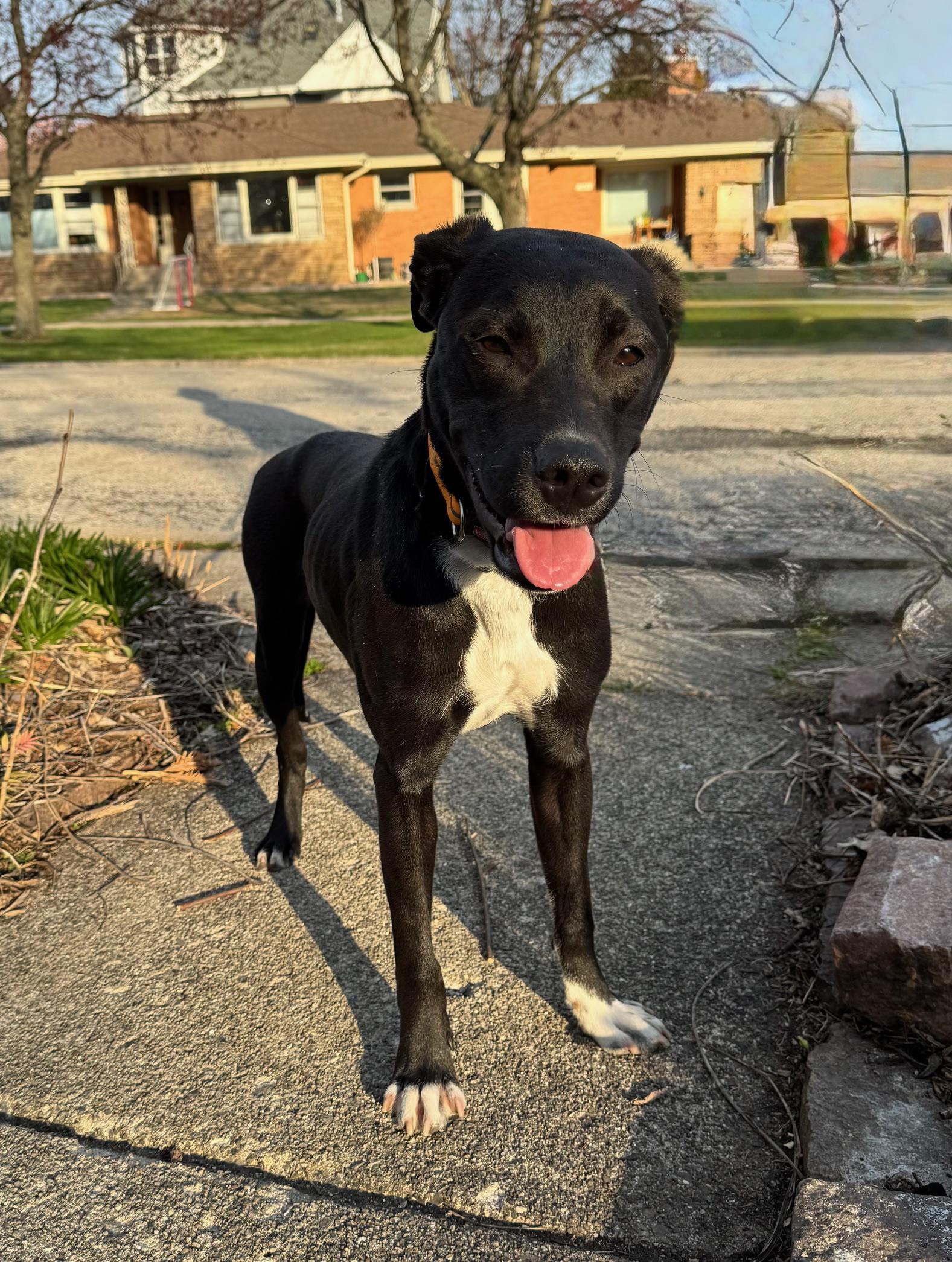 North, Adopted, Young Male Border Collie.