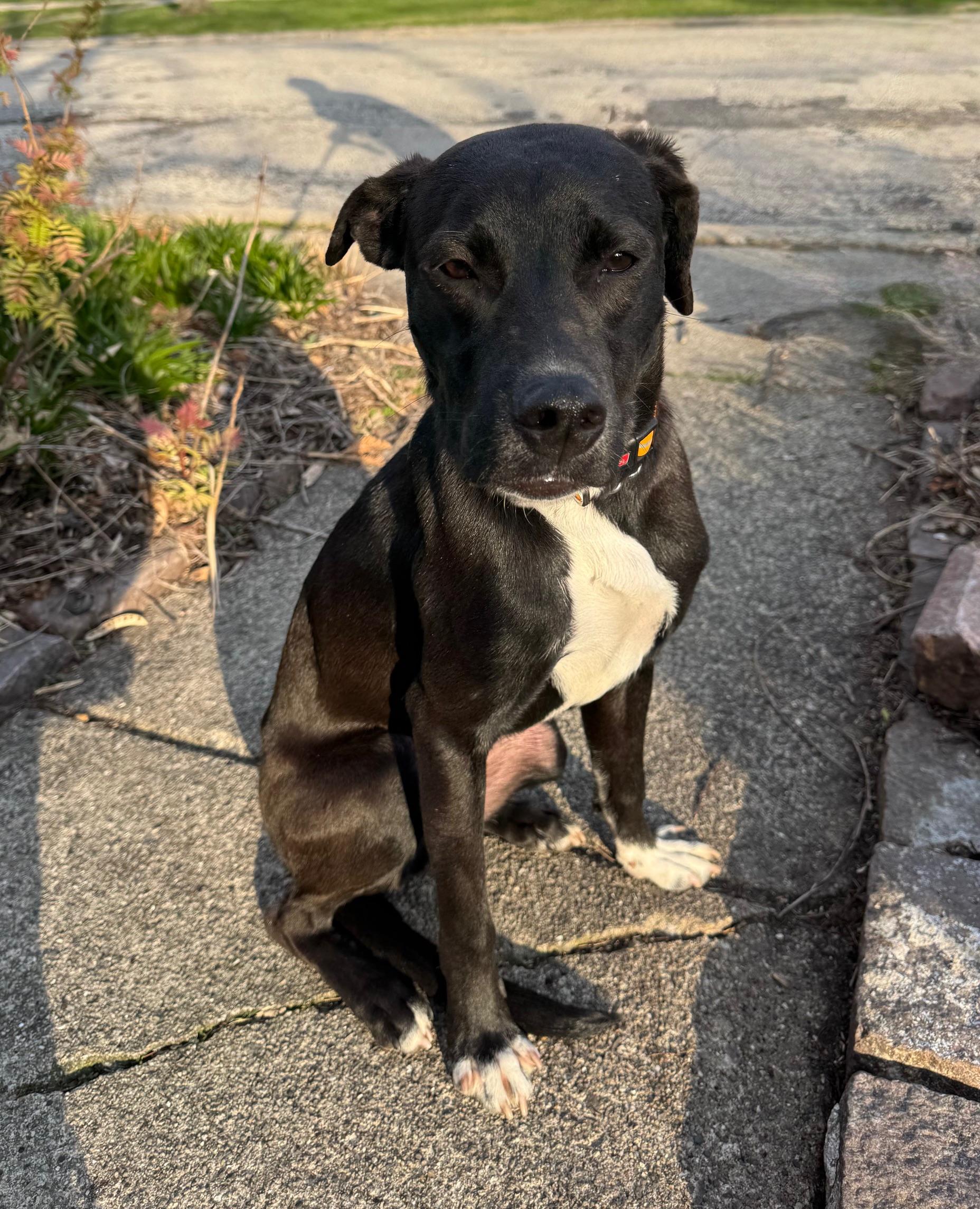 Enlarge North, a Adopted mixed breed in Chicago, IL image 2/4