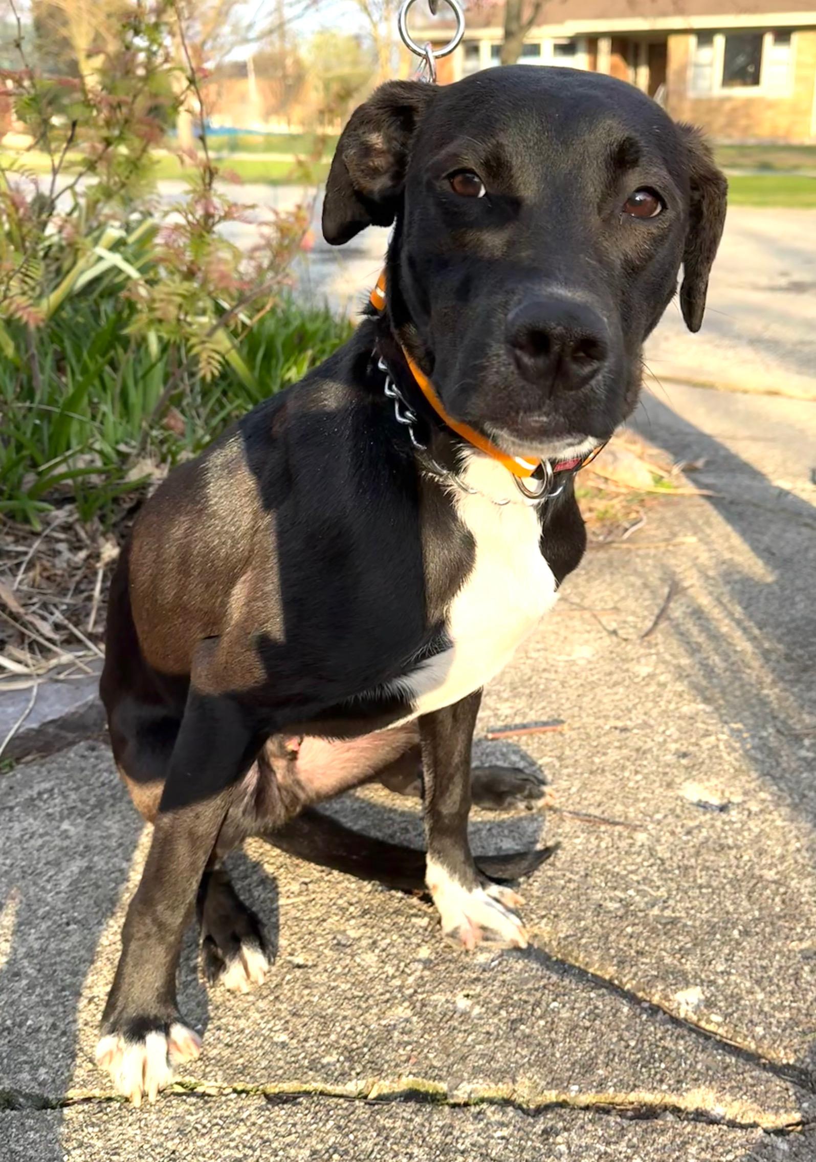 Enlarge North, a Adopted mixed breed in Chicago, IL image 4/4