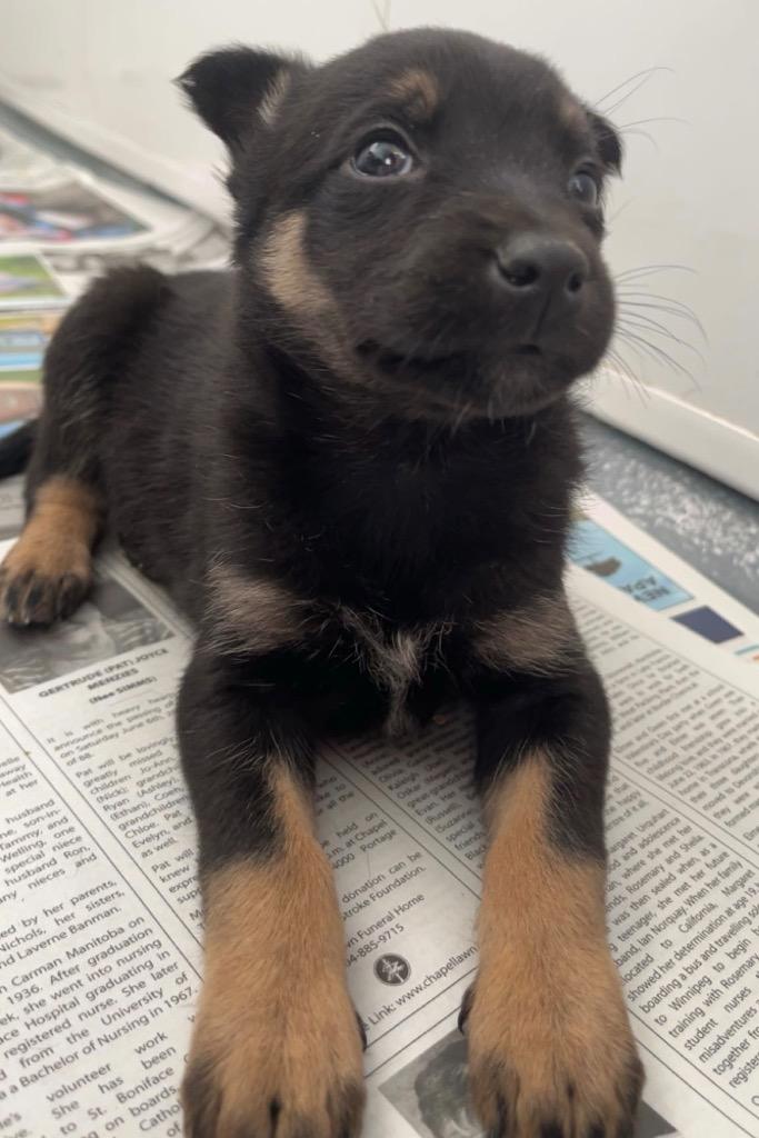 Neidra Chubb, Adoptable, Puppy Female Shepherd & Husky.