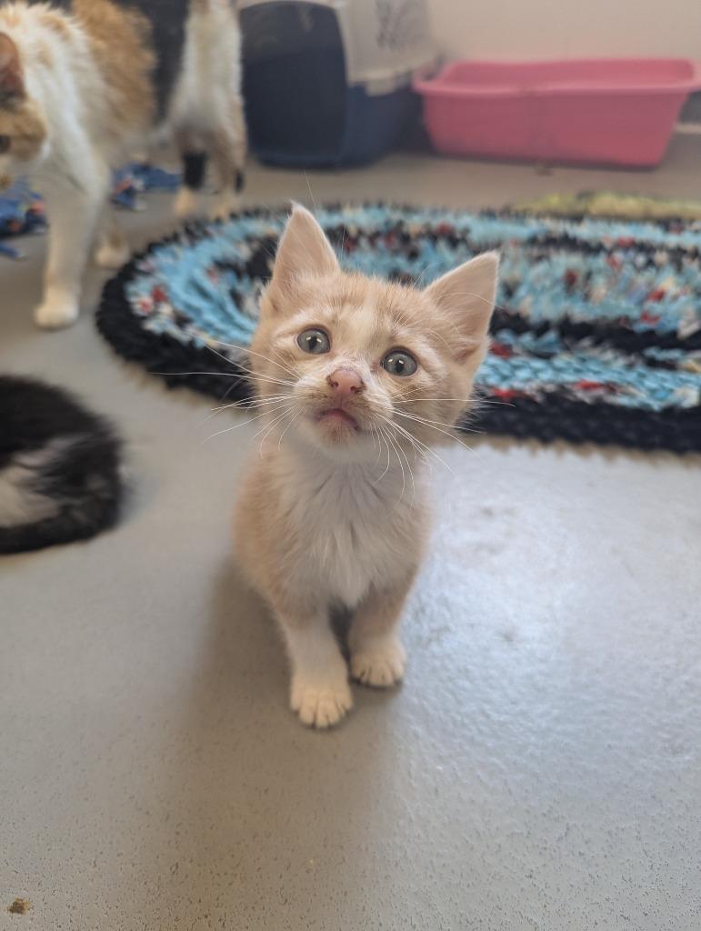 Rudy, Adoptable, Kitten Male Domestic Short Hair.
