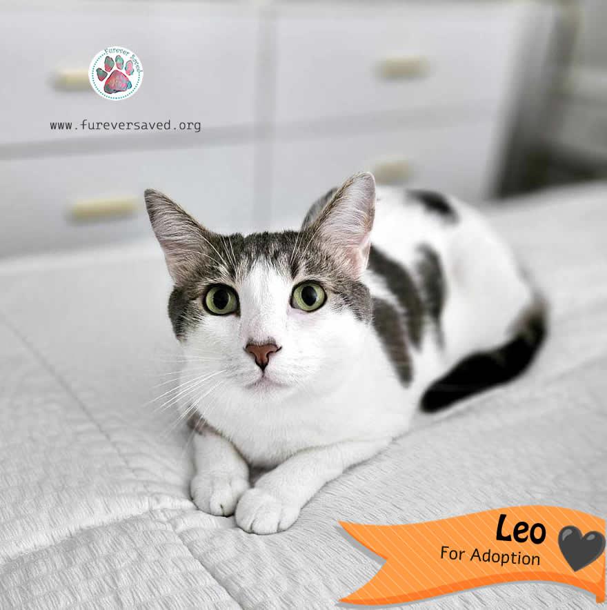 Enlarge Leo , a ADOPTABLE Domestic Short Hair in Miami, FL image 2/3