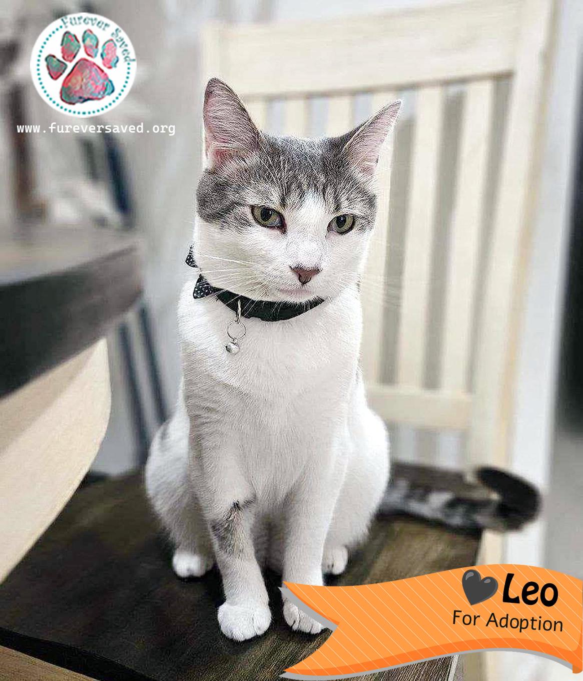 Enlarge Leo , a ADOPTABLE Domestic Short Hair in Miami, FL image 1/3