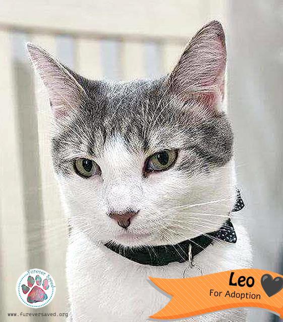 Enlarge Leo , a ADOPTABLE Domestic Short Hair in Miami, FL image 3/3
