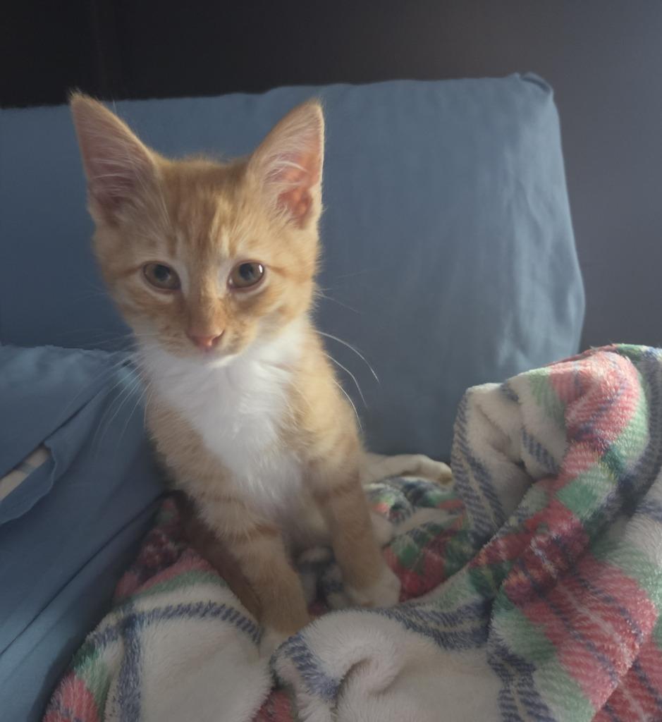 Floatie26, Adoptable, Kitten Male Domestic Medium Hair.