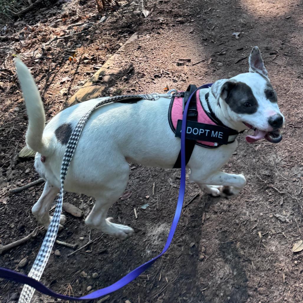 Ophelia, Adoptable, Adult Female Mixed Breed.