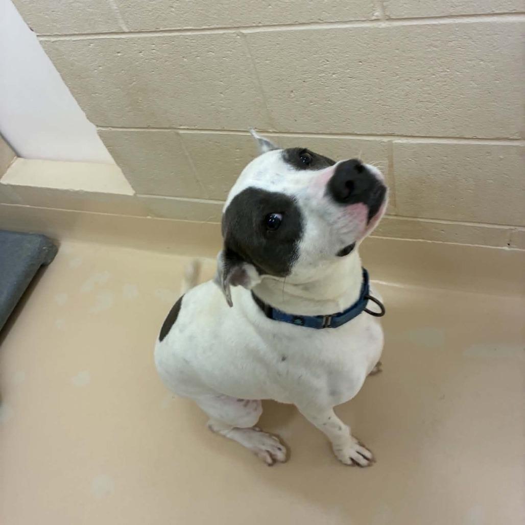 Enlarge Ophelia, a Adoptable Mixed Breed in Winston-Salem, NC image 2/6