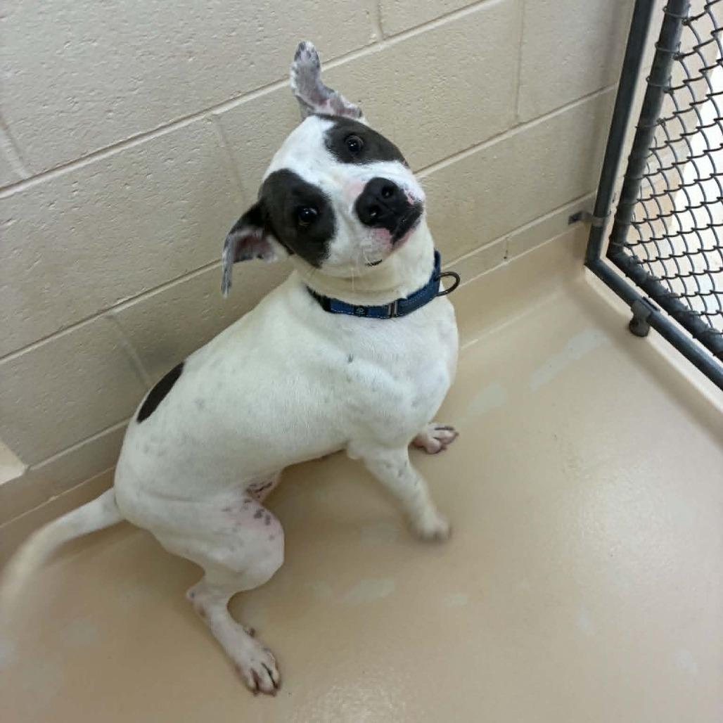 Enlarge Ophelia, a Adoptable Mixed Breed in Winston-Salem, NC image 3/6