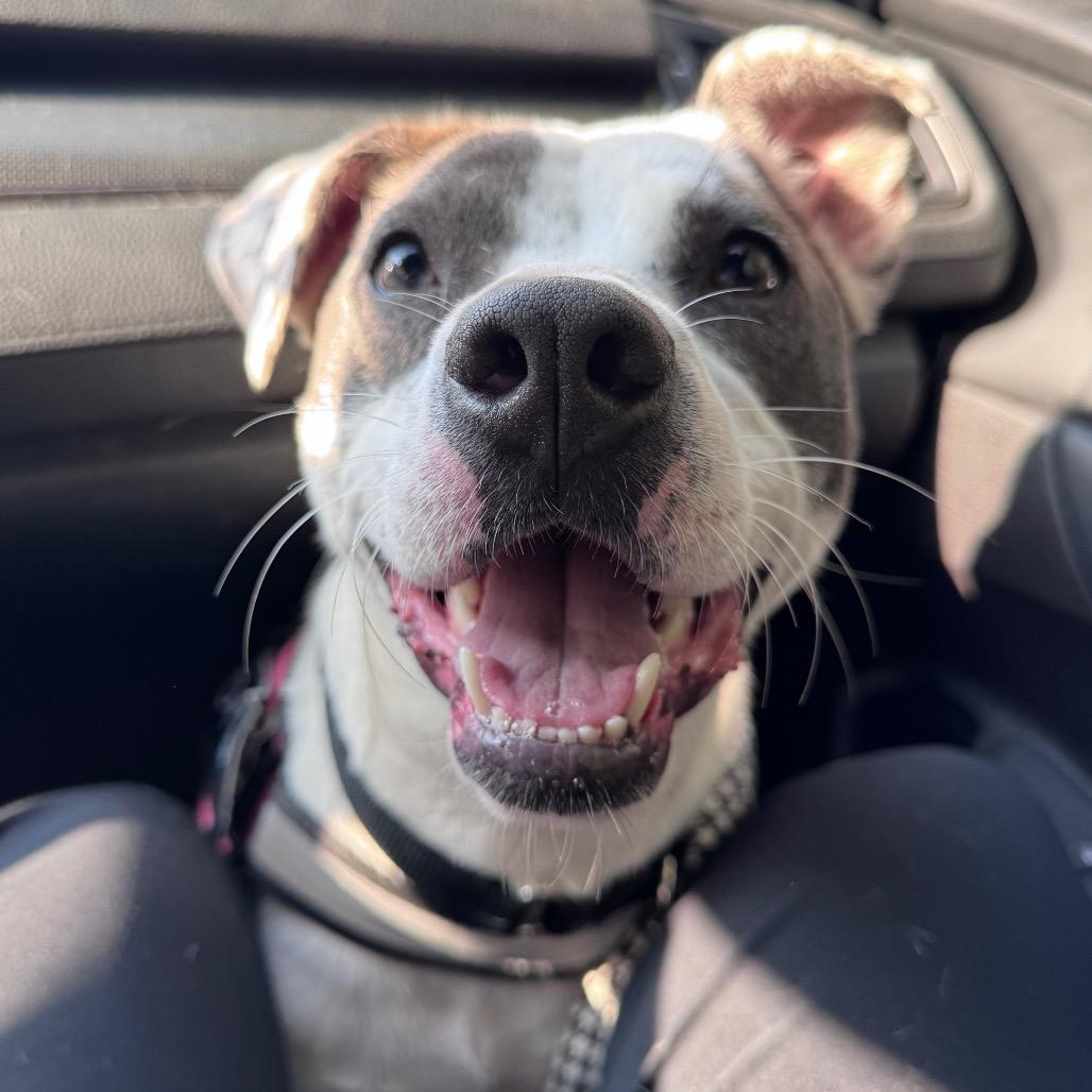 Enlarge Ophelia, a Adoptable Mixed Breed in Winston-Salem, NC image 4/6