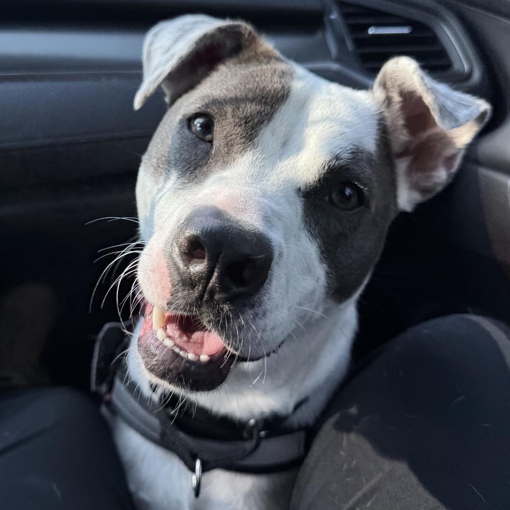 Enlarge Ophelia, a Adoptable Mixed Breed in Winston-Salem, NC image 5/6