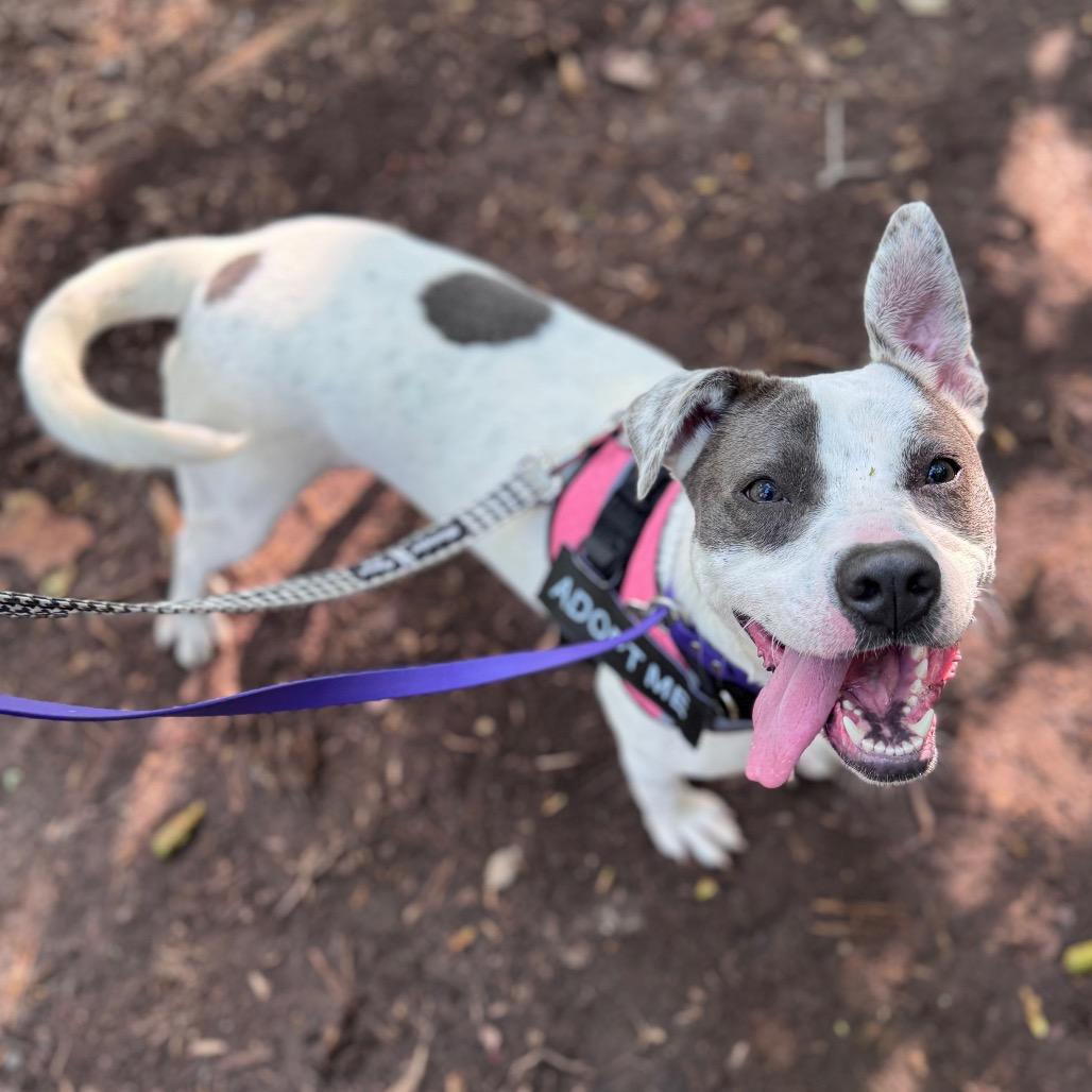 Enlarge Ophelia, a Adoptable Mixed Breed in Winston-Salem, NC image 6/6