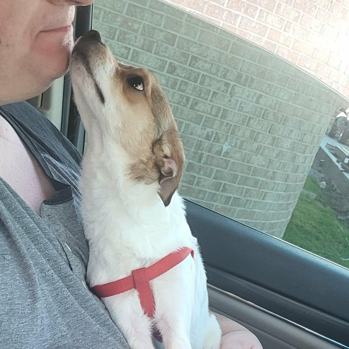 Enlarge Beck, a ADOPTABLE mixed breed in Oklahoma City, OK image 3/5