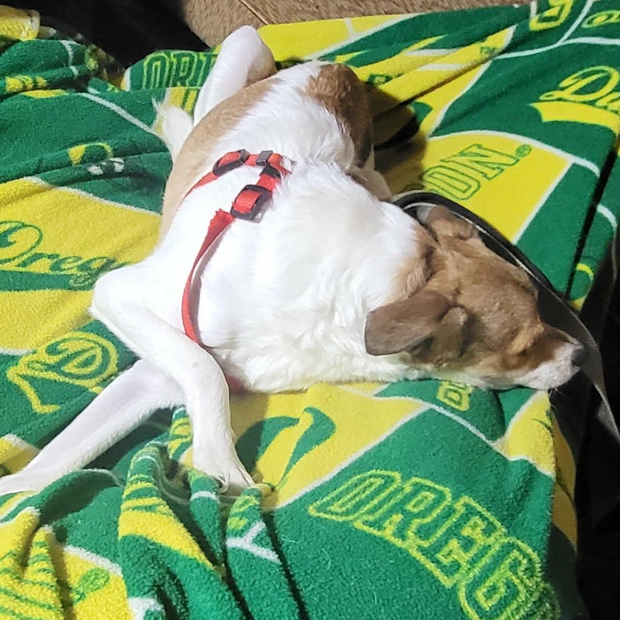 Enlarge Beck, a ADOPTABLE mixed breed in Oklahoma City, OK image 4/5