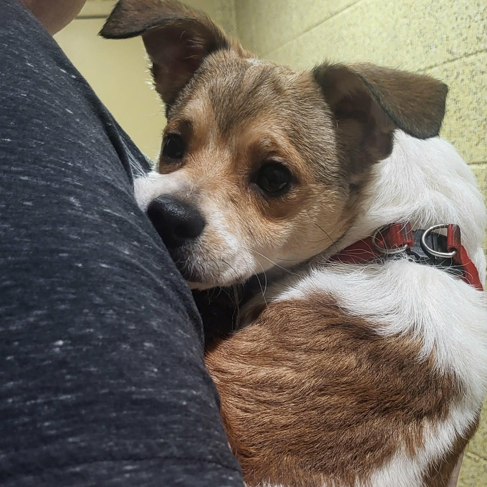 Enlarge Beck, a ADOPTABLE mixed breed in Oklahoma City, OK image 2/5