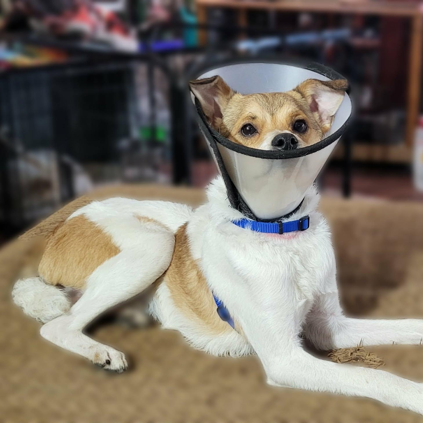 Enlarge Beck, a ADOPTABLE mixed breed in Oklahoma City, OK image 5/5