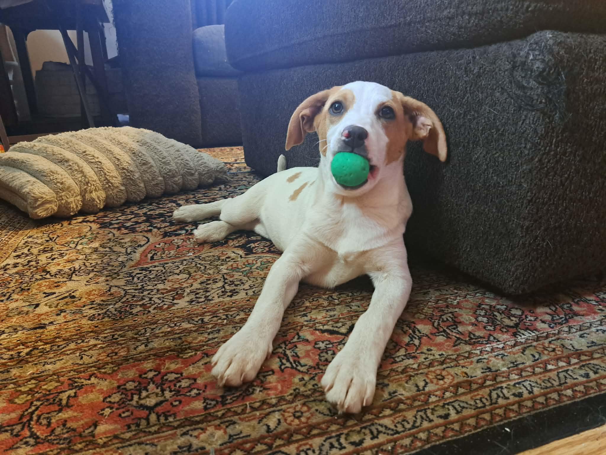 Enlarge Cheryl, a ADOPTABLE Mixed Breed in Grand Rapids, MI image 2/3
