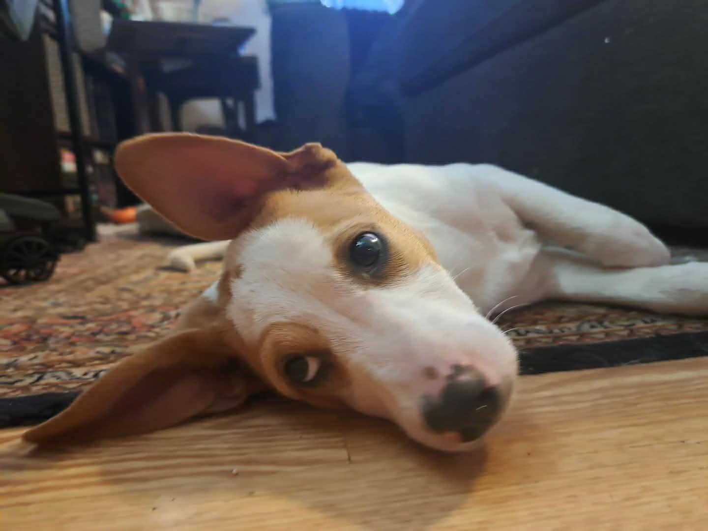 Enlarge Cheryl, a ADOPTABLE Mixed Breed in Grand Rapids, MI image 3/3