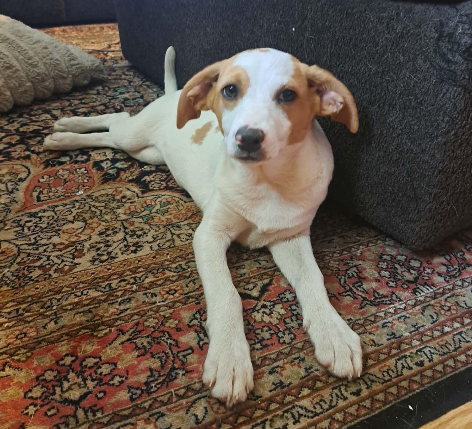 Enlarge Cheryl, a ADOPTABLE Mixed Breed in Grand Rapids, MI image 1/3