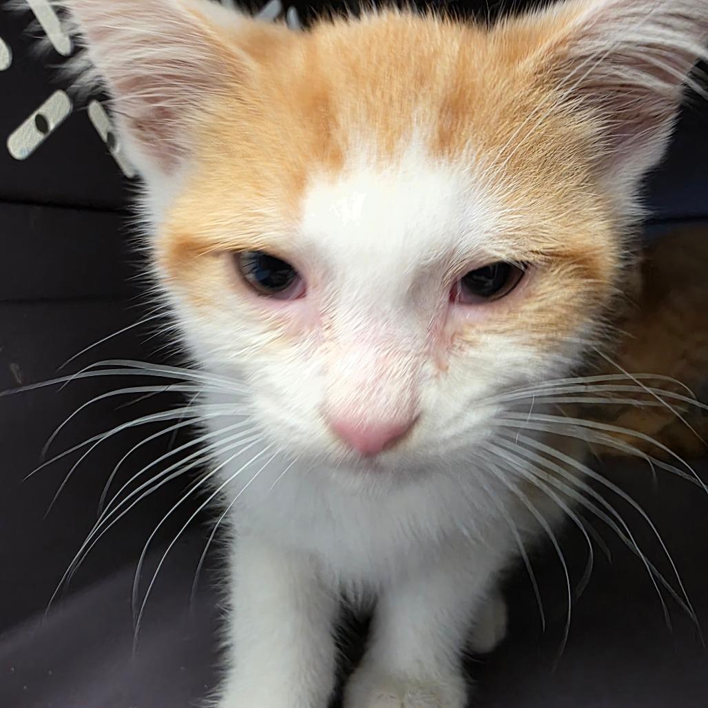 Enlarge Dean, a Adoptable Domestic Short Hair in Watertown, NY image 1/1