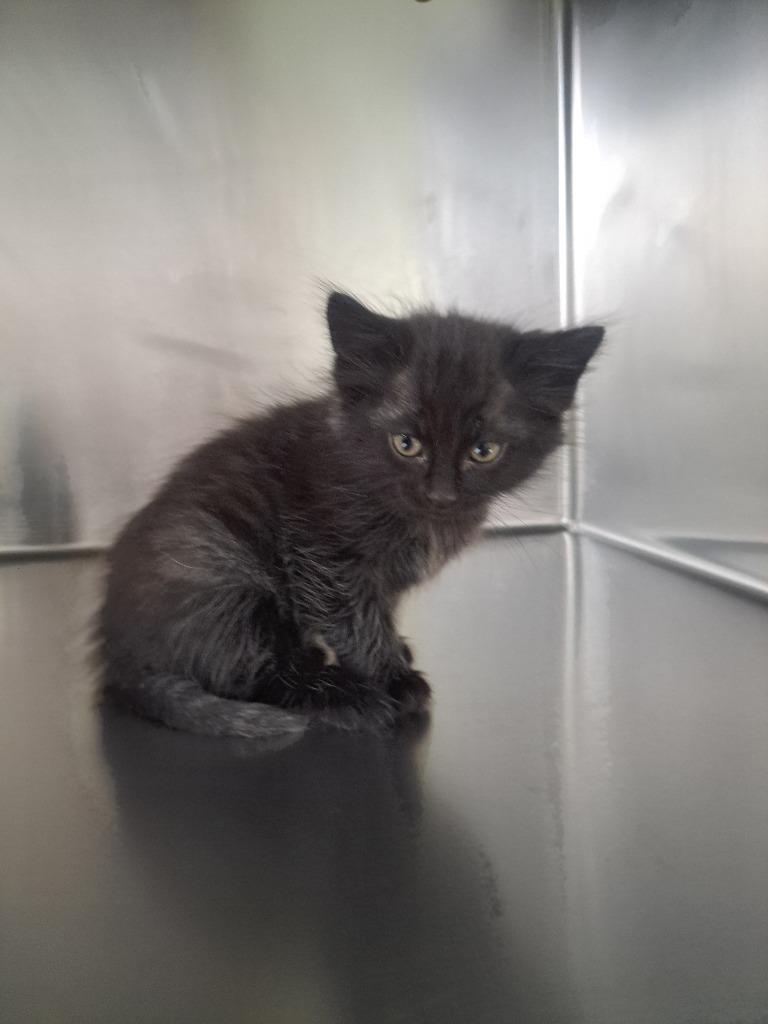 Dinero, Adoptable, Kitten Male Domestic Medium Hair.