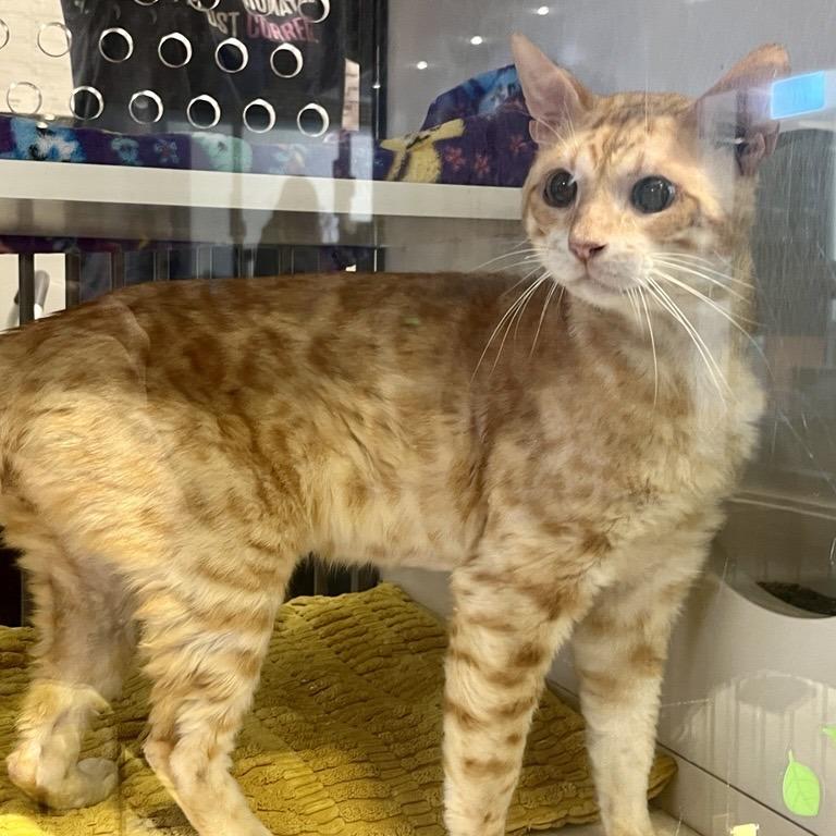 Blaze, Adoptable, Senior Male Domestic Short Hair.