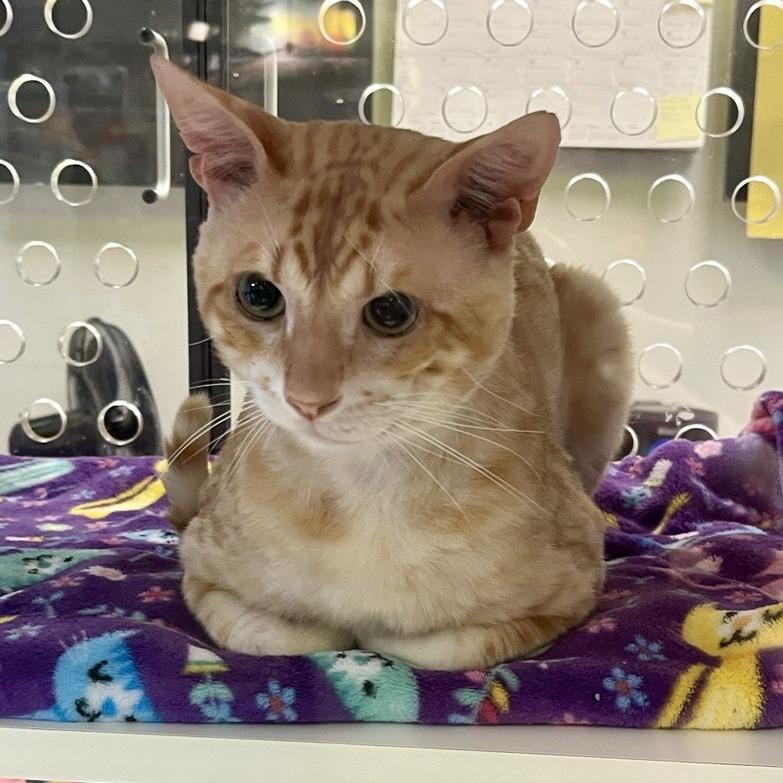 Enlarge Blaze, a Adoptable Domestic Short Hair in Temecula, CA image 2/3