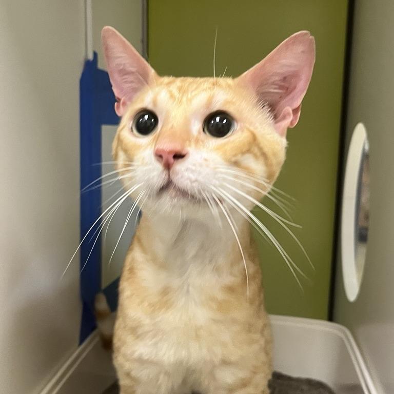 Enlarge Blaze, a Adoptable Domestic Short Hair in Temecula, CA image 3/3