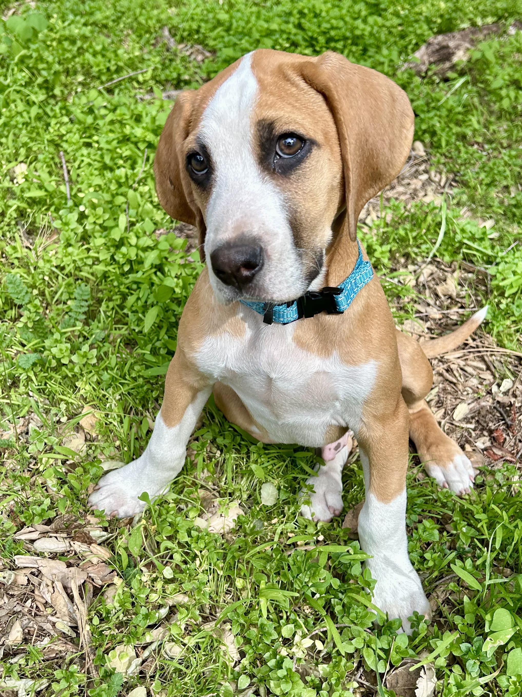 Enlarge Pine (Male), a Adoptable mixed breed in TULSA, OK image 2/6