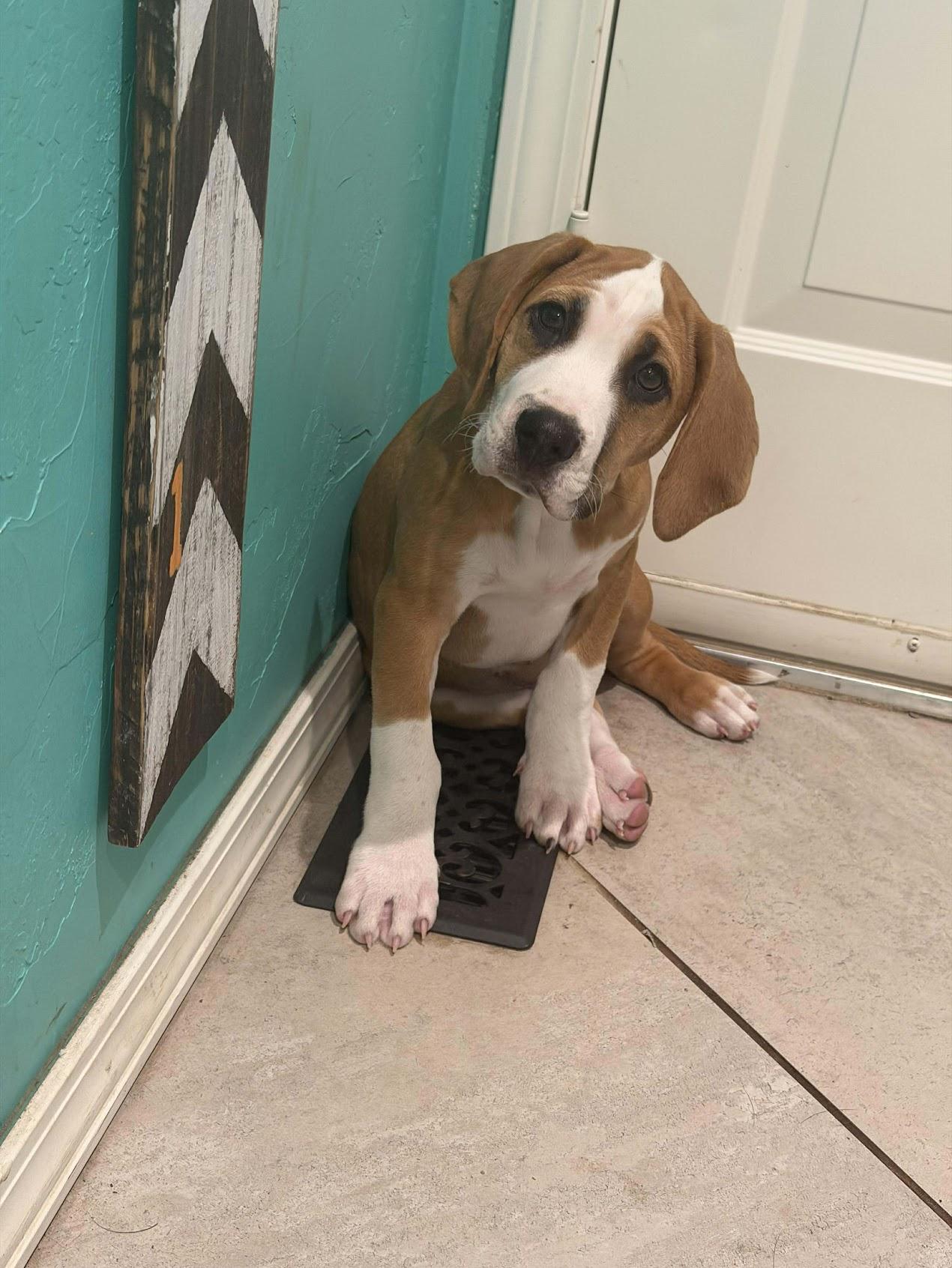 Enlarge Pine (Male), a Adoptable mixed breed in TULSA, OK image 3/6